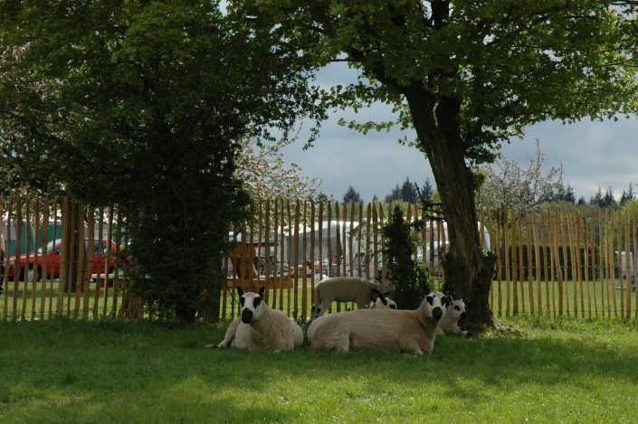 kinderboerderij