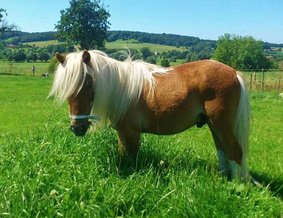 pony op camping limburg